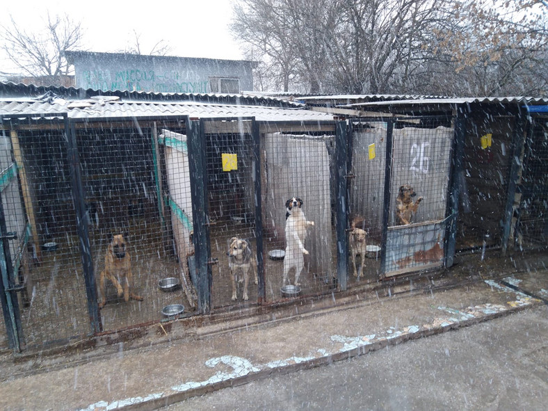 W schronisku Shelter Friend mieszka kilkaset psów
