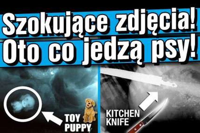 Szokujące zdjęcia! Oto co jedzą psy!