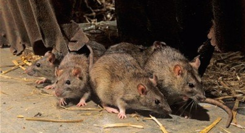 Lassa Fever: Agency advises sick people to visit hospitals