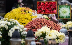 Największa konkurentka chryzantemy. Florystka radzi, czym udekorować grób