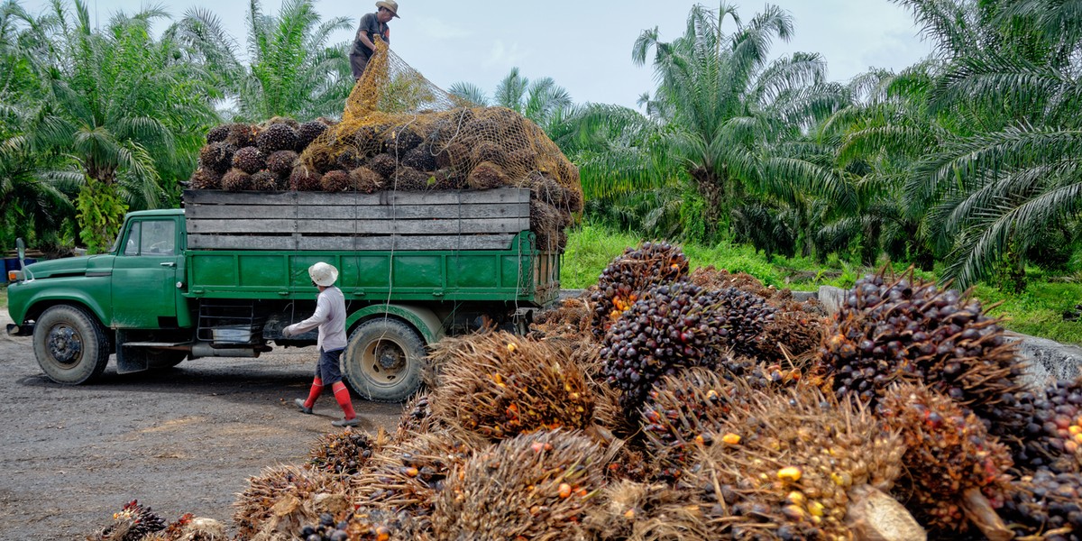 Kutamakmur w Indonezji: pracownik zbiera owoce palmy olejowej, z których produkuje się olej palmowy