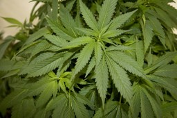 Legalizacja marihuany sposobem na walkę z dopalaczami