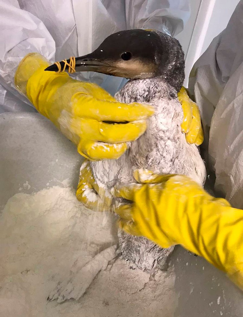 Na obali Kubana u Rusiji uklonjeno više od 102.000 tona zemljišta zagađenog naftom