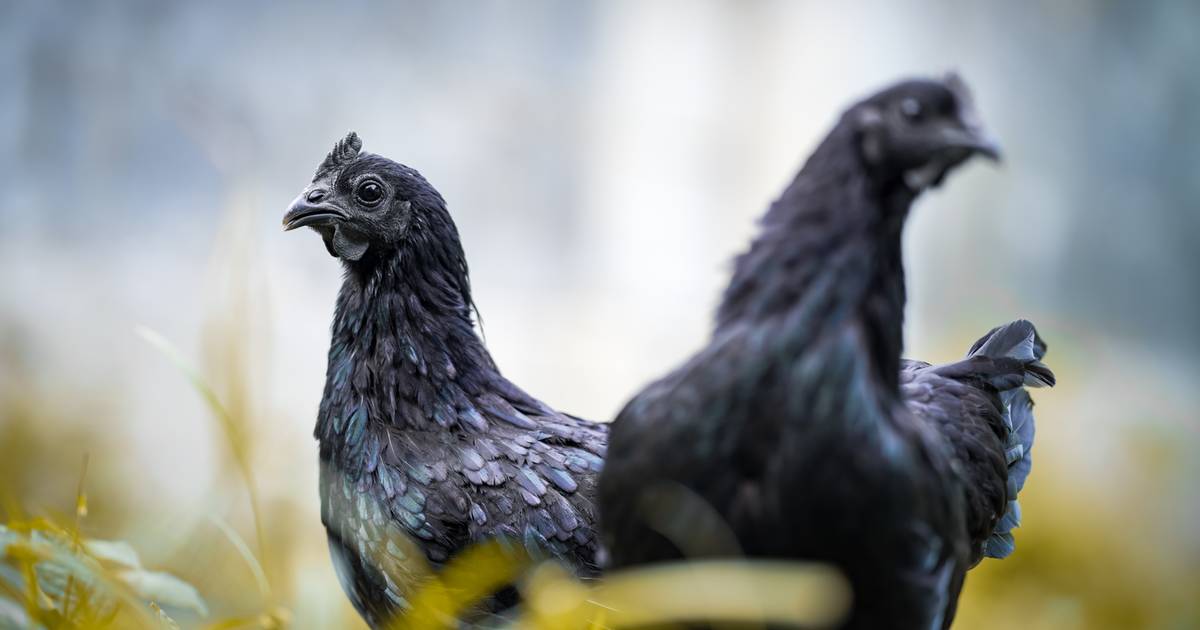 Najdroższa kura świata. Jej cena zwala z nóg