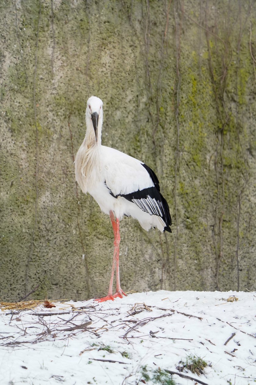 W zoo zwierzaki zimy się nie boją