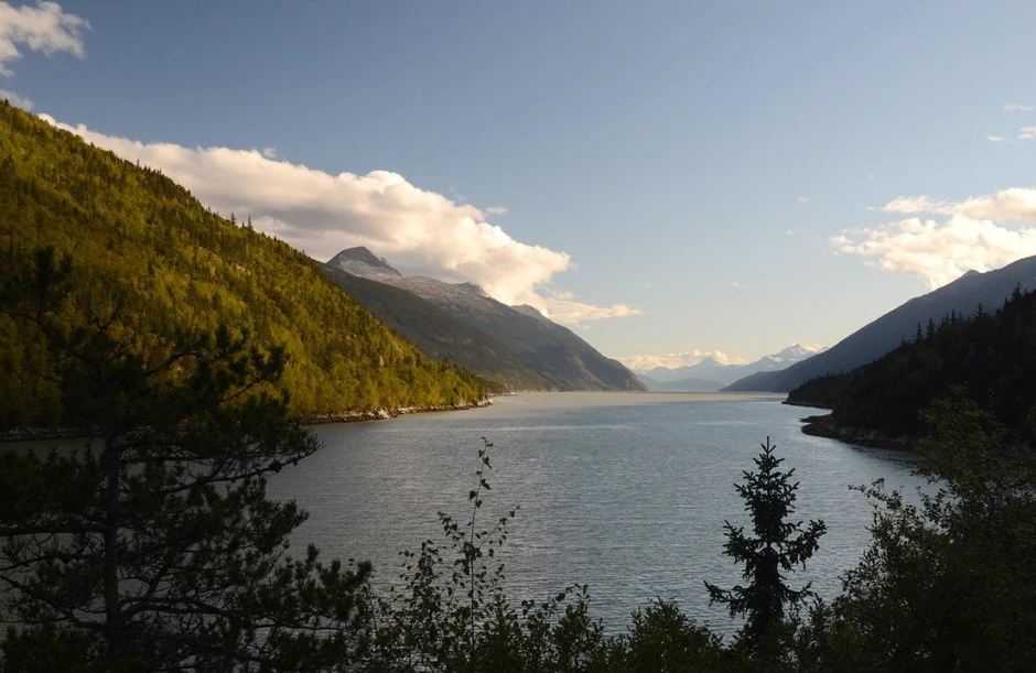 Vrhovi omorika beru se generacijama