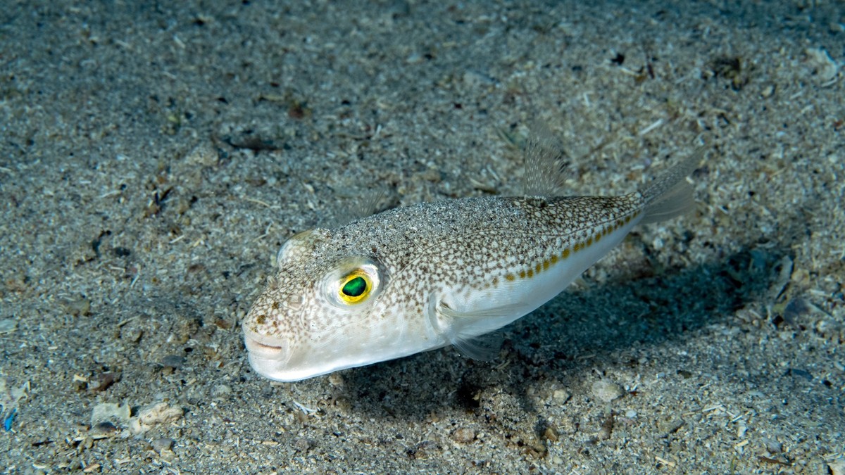 Srebrnopruga napuhača