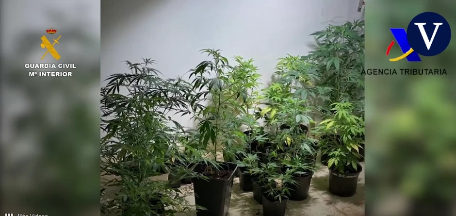 Plantaže marihuane bande "Anđeli pakla"