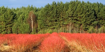 Te uprawy podbijają świat. Dla nas to wciąż luksus