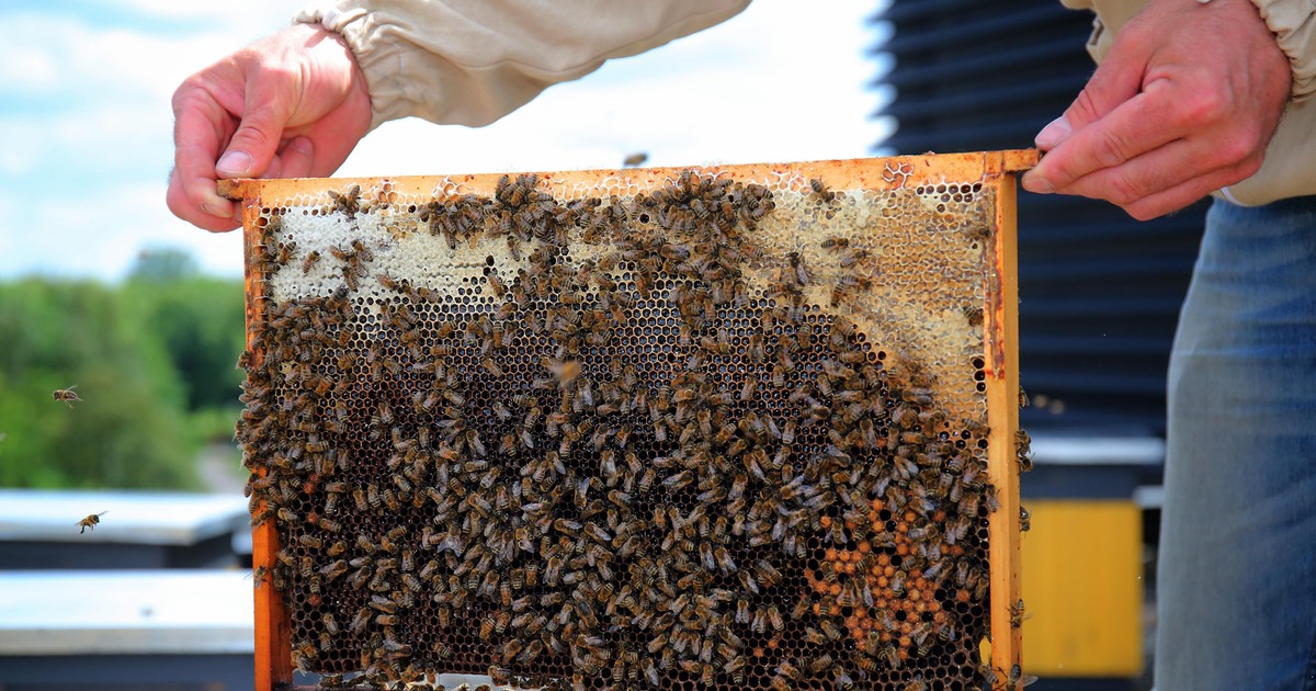 Miód może stać się luksusem. Naukowcy alarmują o kryzysie