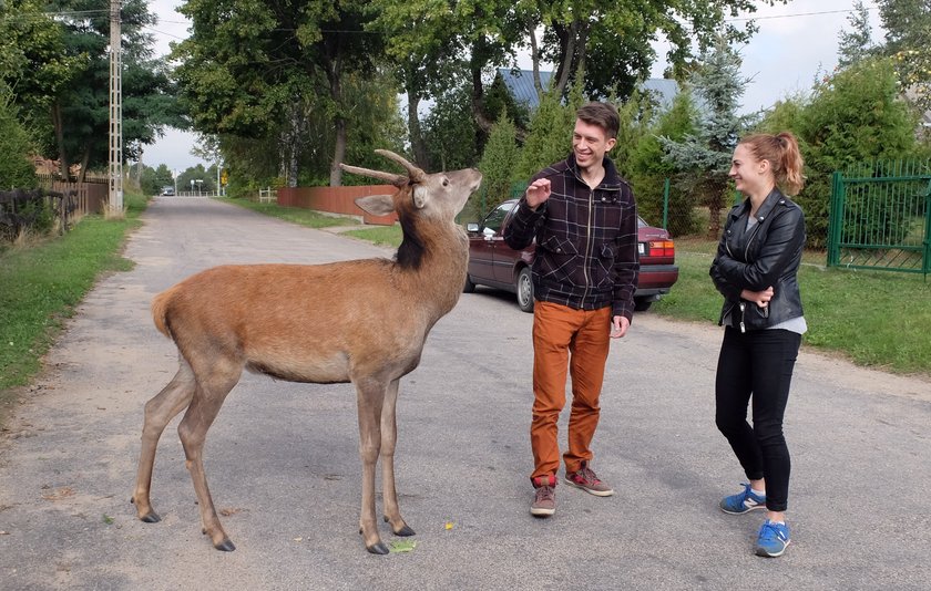 Jelonek jak piesek!