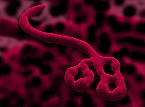 Jak walczyć z epidemią Eboli? Eksperymentalne leki