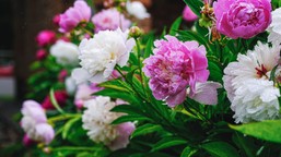 ten kwiat przyciąga bogactwo. włóż suche płatki do portfela. co warto włożyć do portfela?