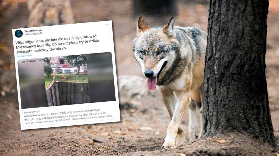 Zdjęcie z miejsca, w którym wilki zaatakowały łanię. W tle wilk w zoo 