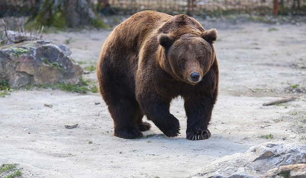 Meda Medeni u Zoološkom vrtu Palić