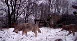 Wilki w pobliżu wsi Orewicze w białoruskiej części zamkniętej strefy wokół Czarnobyla