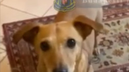 Így van most Alfie, a kutyus, akit az utcán vert össze a gazdája Budapesten – videó