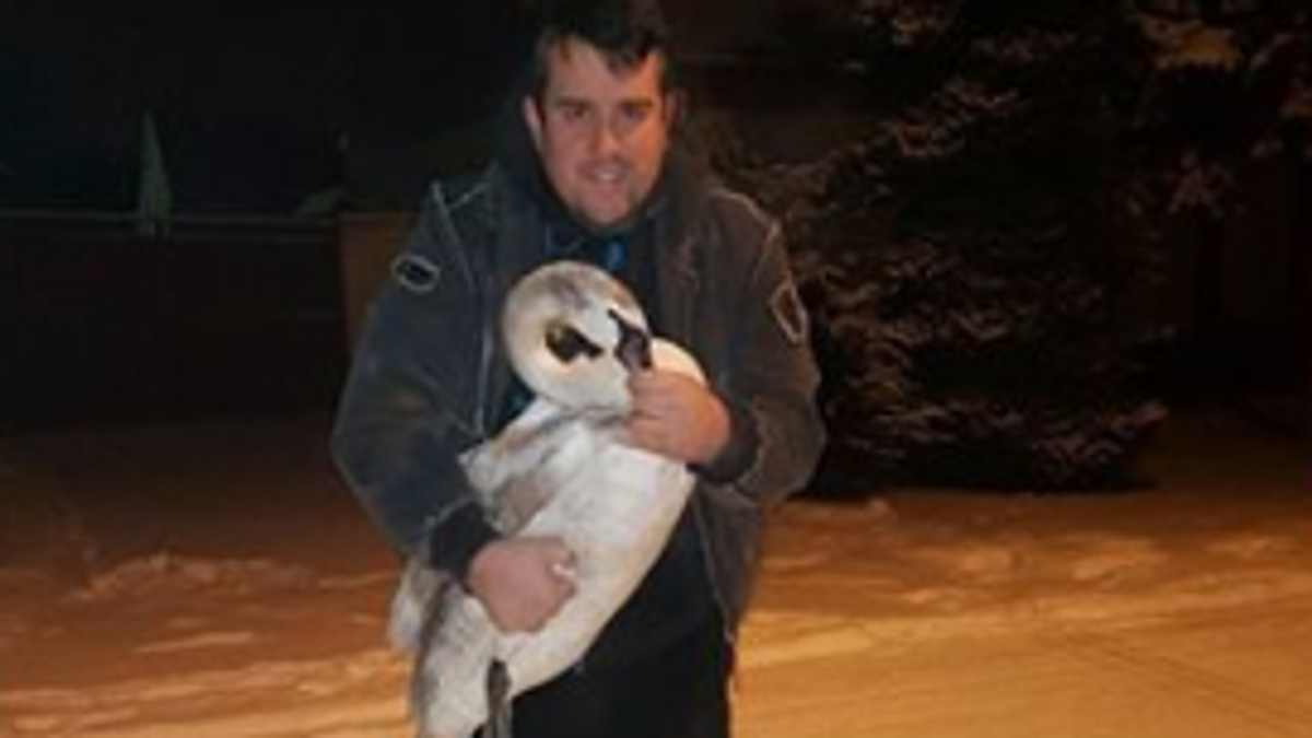 SPASENA I BEBA LABUDA Slikar udomio ptića koji se smrzavao u dorćolskoj ...