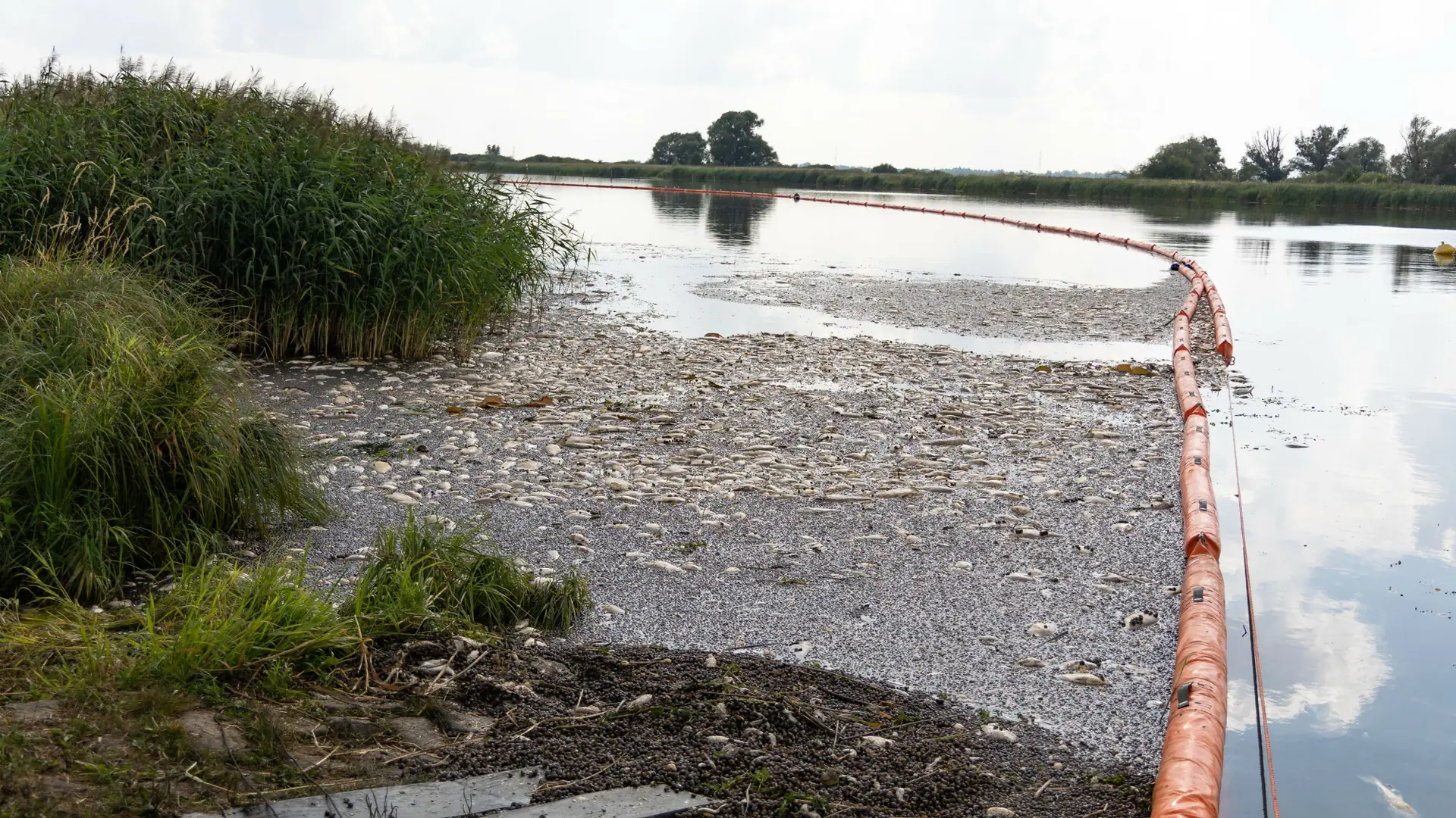 Niezależny raport po katastrofie na Odrze. Szokująco duże liczby