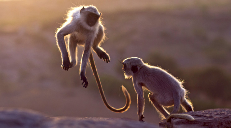 Majmok játszanak a naplementében / Fotó: NORTHFOTO