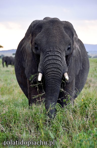 Park Narodowy Serengeti, Tanzania 2021