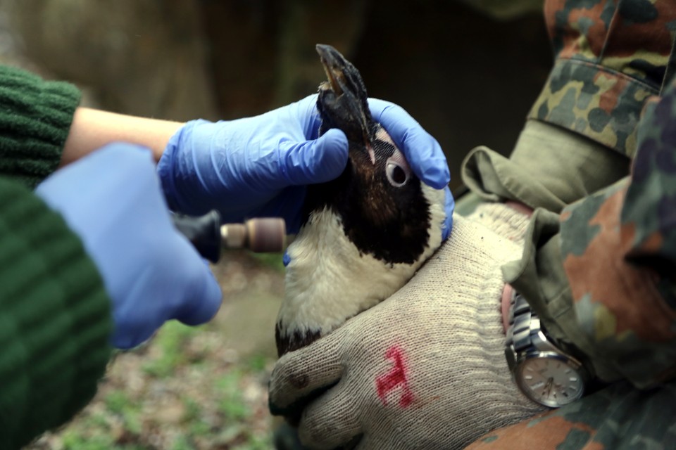 WARSZAWA ZOO PINGWIN REKONSTRUKCJA ZŁAMANEGO DZIOBA (pingwin z uszkodzonym dziobem)