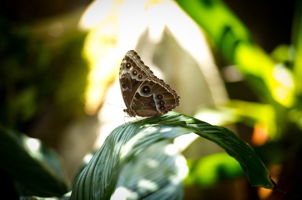 ŁÓDŹ OGRÓD ZOOLOGICZNY MOTYLARNIA