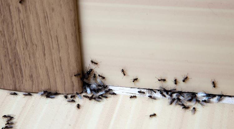 Íme a tökéletes megoldás a hangyák ellen. Fotó: Getty Images