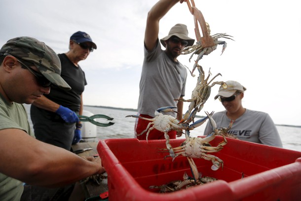 The Wider Image: Crab-Catching Blues