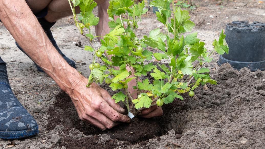 Jesenná výsadba egrešov je jednoduchá a vďačná – kríky sa do jari krásne ujmú a prinesú bohatú úrodu.