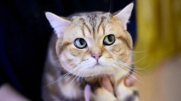 Mačak Mjaurisijo dobio posao u meksičkoj firmi