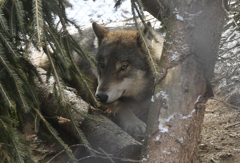 Wilcza para odzyskała wolność