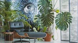 czy monstera oczyszcza powietrze? te zalety sprawią, że zapraczy monstera oczyszcza powietrze? te zalety sprawią, że zapragniesz mieć ją w domu. galeria zdjęć inspiracje