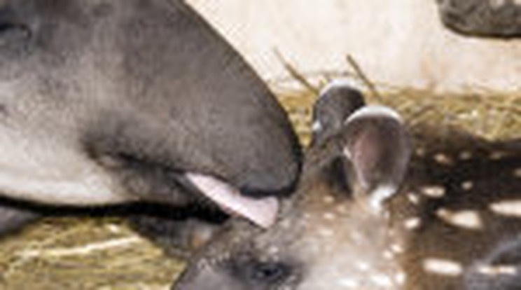Megszületett Ottó, a tapír