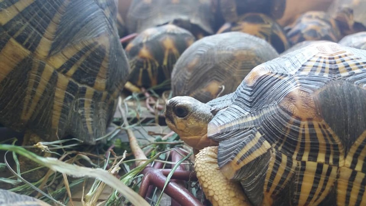 Władze Madagaskaru skonfiskowały 11 tys. żółwi promienistych, udaremniając tym samym jeden z największych przemytów na świecie. Teraz trzeba pomóc żółwiom wrócić do naturalnego środowiska – najpierw jednak trzeba zebrać środki na ich leczenie. W akcję ich ratowania włączyło się wiele ogrodów zoologicznych z całego świata, w tym wrocławskie zoo.