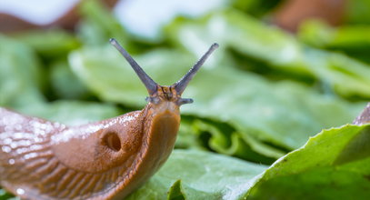 Zaskakujący sposób na ślimaki! Zdaniem ogrodników jest wyjątkowo skuteczny