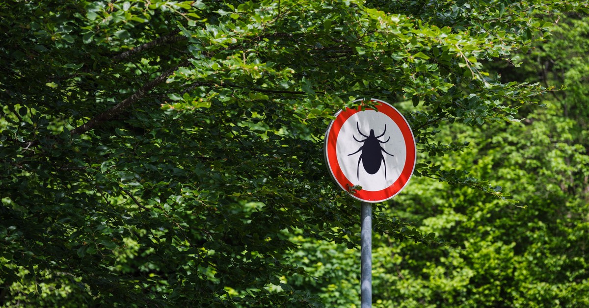 Alert kleszczowy, wzrost zachorowań na boreliozę. Gdzie kleszcze sieją popłoch?