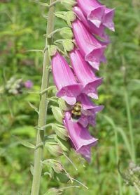 digitalis-gyogynoveny-d0000107D954dfe76cfa8