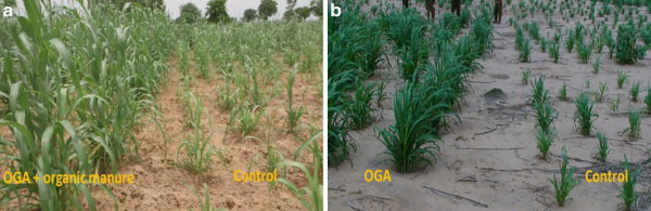 Na zdjęciu poletka doświadczalne prosa perłowego w Nigrze. Obraz po lewej przedstawia pole nawożone Oga z obornikiem zwierzęcym obok upraw kontrolnych uprawianych tradycyjnymi metodami. Obraz po prawej to proso perłowe nawożone samym Oga obok upraw kontrolnych. Fot. Agronomy for Sustainable Development (2021)