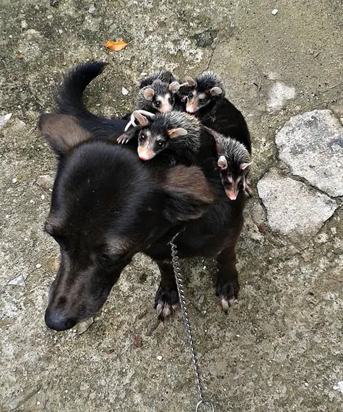 dog-adopts-opossums-baby-orphans-stephanie-maldonado-151