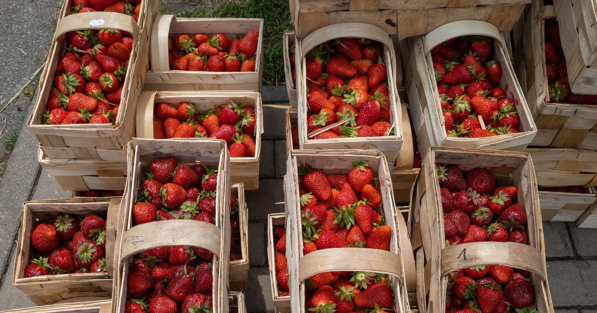 Comment distinguer les fraises polonaises des importées ? Un détail clé