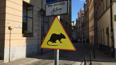 Wrocławska straż miejska włącza się do walki ze szczurami. Będą wzmożone kontrole