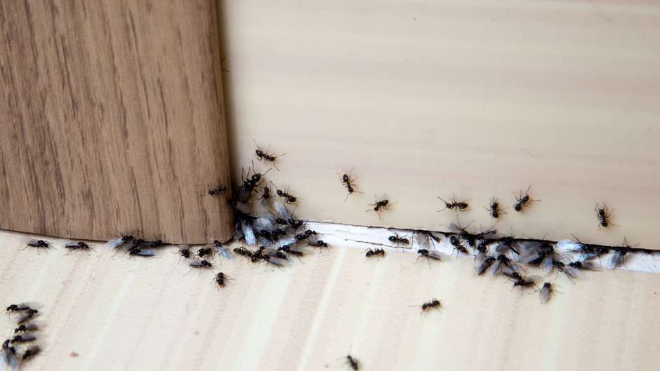 Domowy sposób na mrówki
