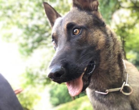 Az állatok több órát töltöttek távol a gazdájuktól, ez idő alatt végeztek velük a kegyetlen elkövetők / Fotó: Facebook