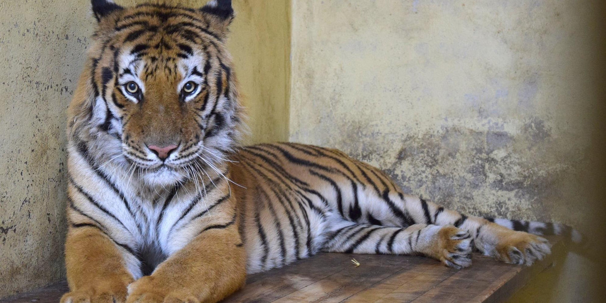 Pięć z siedmiu tygrysów opuści w sobotę poznańskie zoo