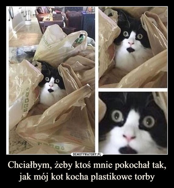 Zobacz najlepsze memy o kotach. Samo życie