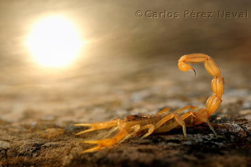 Zahvaljujući ovoj fotografiji, nazvanoj "Škorpion na suncu", Karlos je osvojio prvu nagradu Nacionalnog istorijskog muzeja u Londonu. Fotografija "Odsjaj u zelenom" dobila je drugu nagradu 2013. godine na takmičenju "Oasis photo contest" I fotografija "Odmaranje na jezeru" dobila je nagradu na jednom takmičenju u Francuskoj