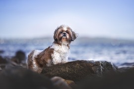 Ši-cu, mali pas velikog srca: Luksuzno krzno, KRALJEVSKO DRŽANJE  i miljenik prinčeva i princeza