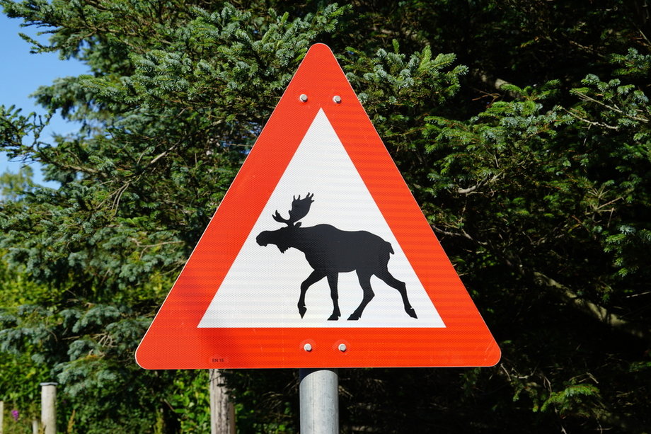 "Uwaga, łosie!" - takie znaki drogowe można spotkać m.in. na północ od Oslo, gdzie w lasach zamieszkuje wielu przedstawicieli tego gatunku