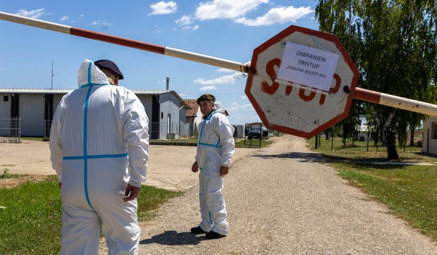 Farma svinja